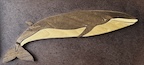 Whale1